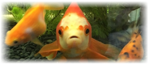 金魚どっとこむ
