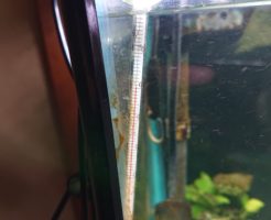 温度計 水温 金魚
