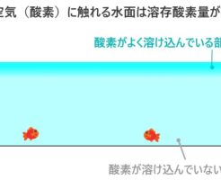 水槽 ブクブク